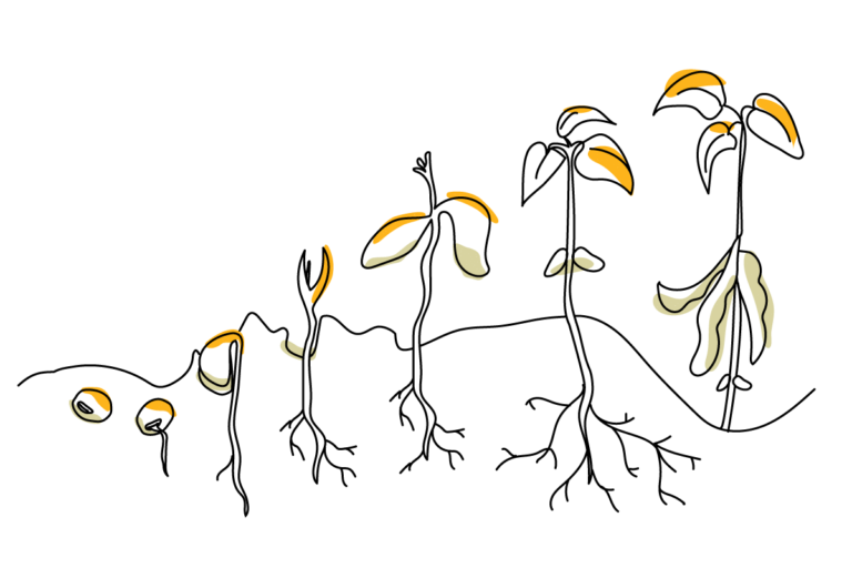 Soybean lifecycle