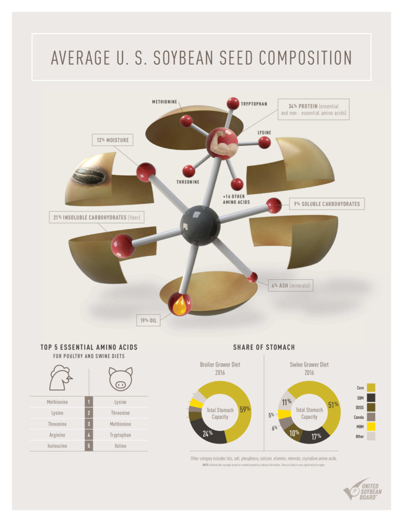 What's in a Soybean Infographic